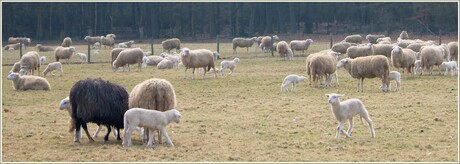 Schapen