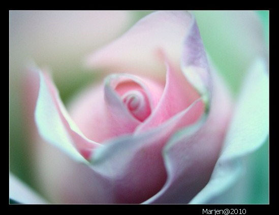 +++ - Roze roos - foto door marjen op 03-04-2010 - deze foto bevat: roos