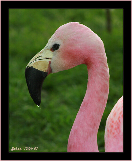 Flamingo portret