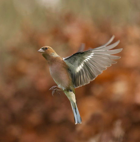 Vink