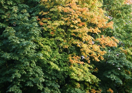 Herfstkleuren