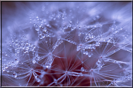 Taraxacum parels