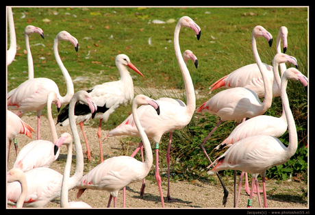 Flamingo's