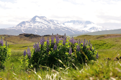 Lupine/IJsland