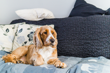 Engelse Cocker Spaniel