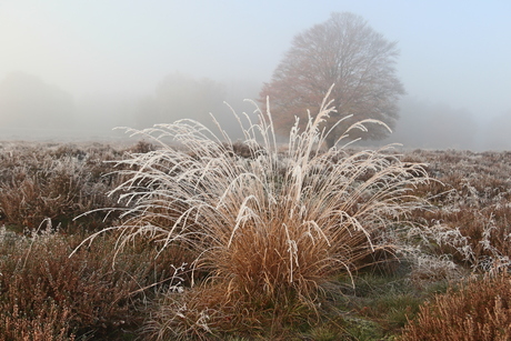 Een koude ochtend op de Ginkelse heide bij Ede