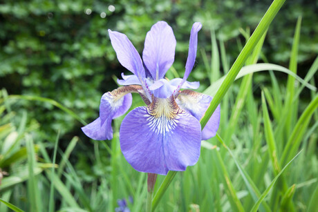 Iris