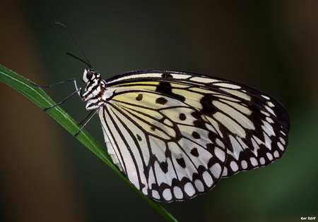 Idea Leuconoe: The only way is up!!! - Beetje druk de laatste tijd, dus kon helaas weinig reageren op jullie foto's. Hoop dat het de komende tijd iets minder druk is zodat ik ook weer van  - foto door Ray Beers op 16-04-2018 - deze foto bevat: nikon, vlinders aan de vliet, idea leuconoe, Ray Beers