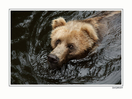 Swimming bear.....