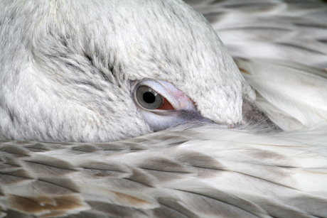 Peeking Pelican