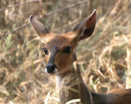 close up van bushbok