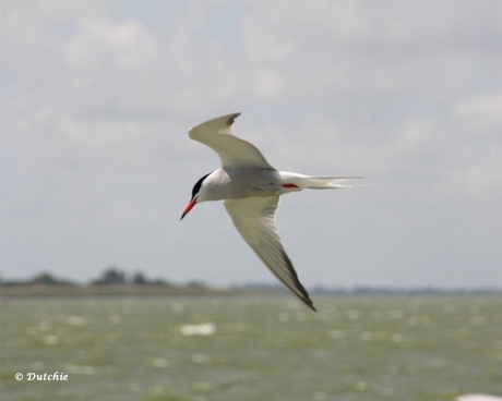 Vogelvlucht