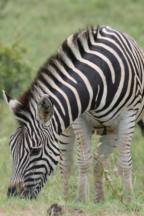 Zebra