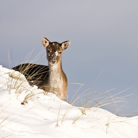 damhert in de sneeuw