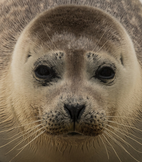 Zeehond