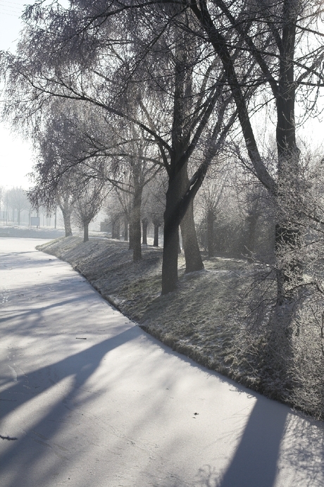 Enge bos in de winter