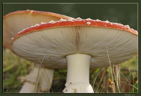 De zo veel ste .........