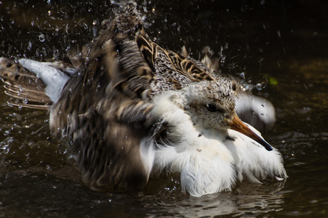 Eskon 30-05-2014 Kemphaan.jpg