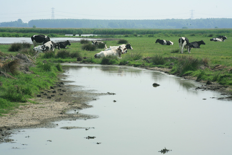 Weiland, water en koeien