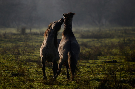 Horses in the morning