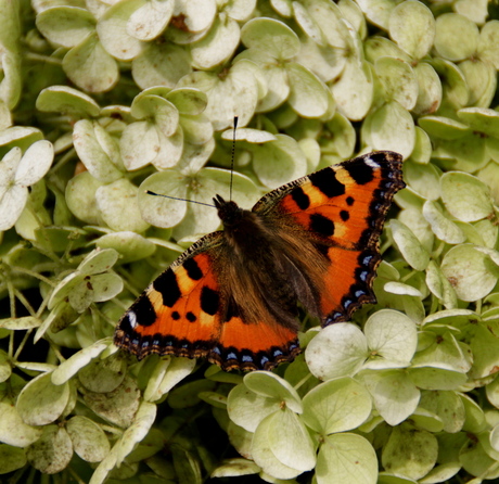 Vlinder en bloem