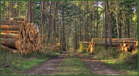 Onder hout