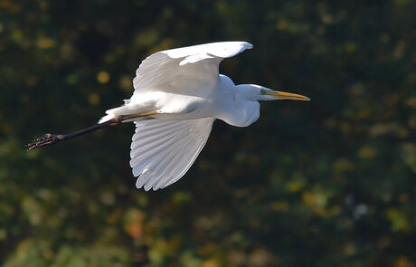 Grote Zilverreiger.