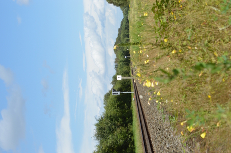 spoorlijn met bloemen in Houthalen