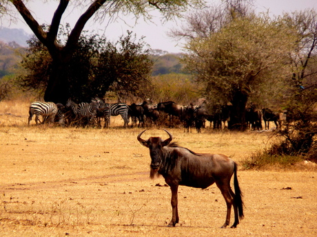 Kudde gnoes in de Serengeti