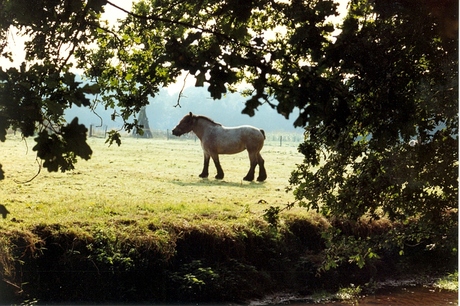 Grazend Belgische paard
