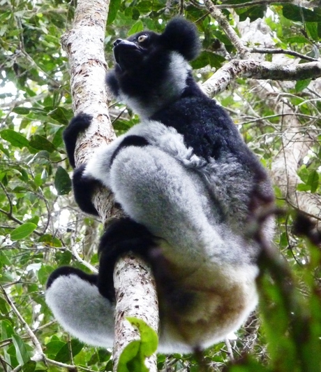 2013 Madagascar Indri Indri.JPG