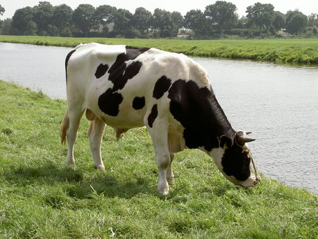 De Stier