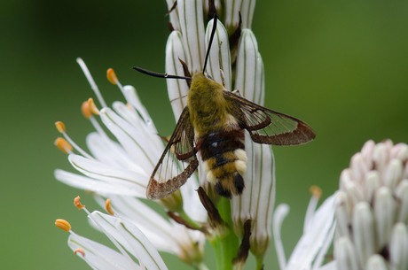 Glasvleugenpijlstaart op Affodil