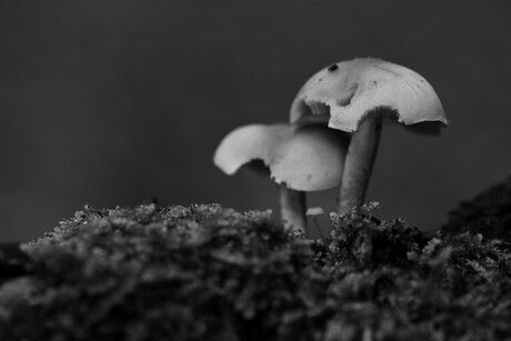 3 kleine paddenstoeltjes