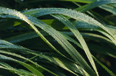 Gras en dauwdruppels.