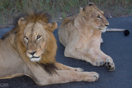 echtpaar leeuw