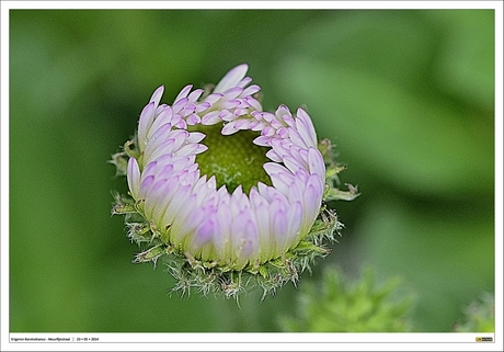 Erigeron Karvinskianus....