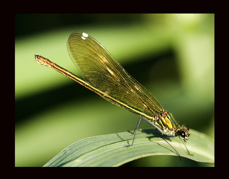 De weidebeekjuffer (Calopteryx splendens)