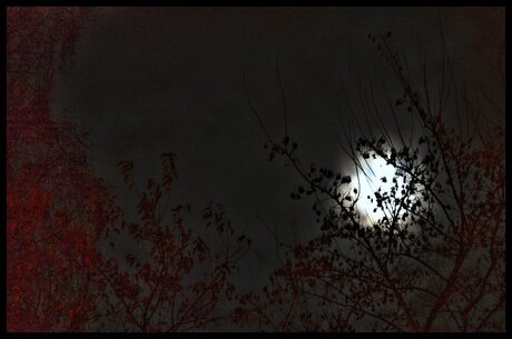 zie de maan schijnt door de bomen