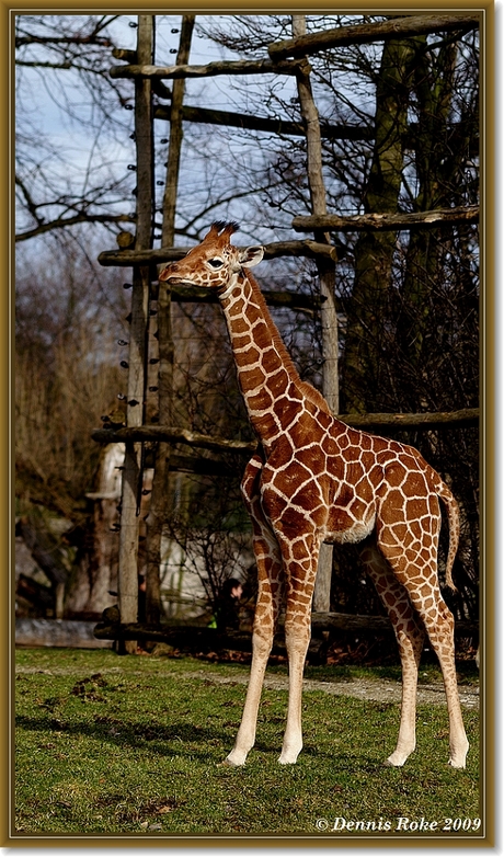 Giraffe Marco 2