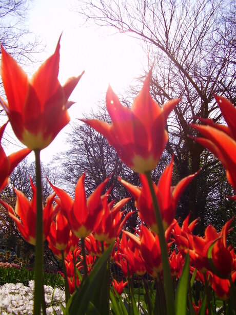 Rode tulpen met zon