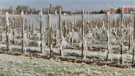 Fruitbomen