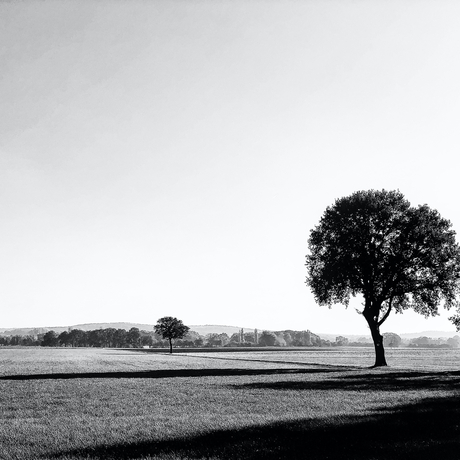 Eenzame boom (zwart/wit)