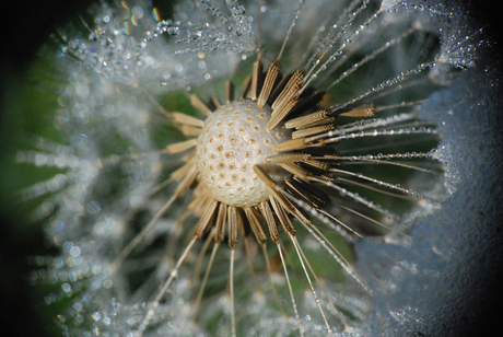 Paardebloem met dauwdruppels