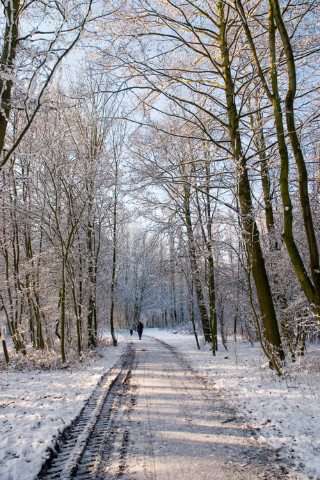 sneeuw in het park