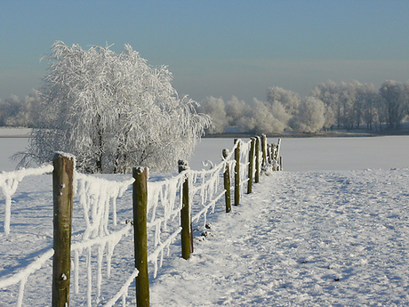 Uiterwaarden van Dodewaard