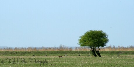 Vos in de verte