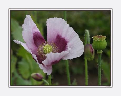 pink ribbon poppy