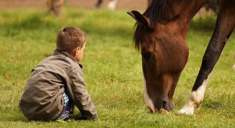 de paardenfluisteraar