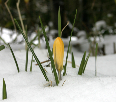 Krokus